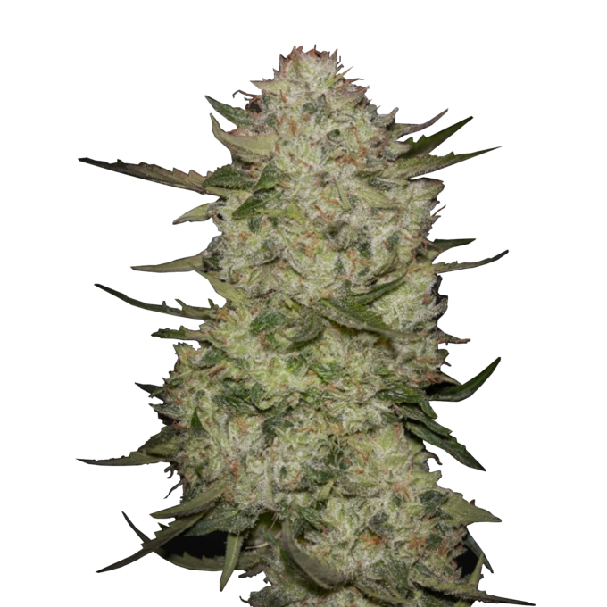 Black Toffee - auto - 3 Stk. - Green House Seeds 1