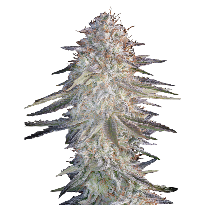 Super Lemon Haze x Pink Candy - fem. - 3 Stk. - Green House Seeds 1
