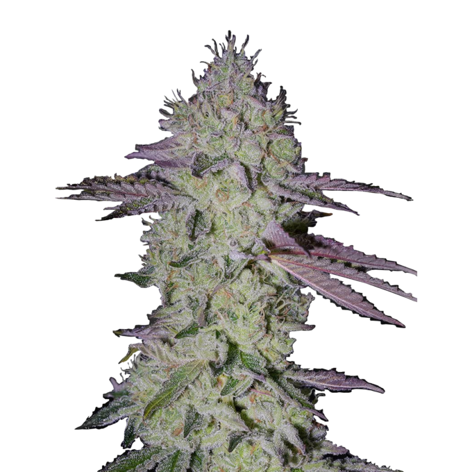 Tarte Tatin - fem. - 3 Stk. - Green House Seeds 1