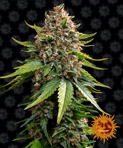 white-widow-xxl-auto_circle_new_21_186034