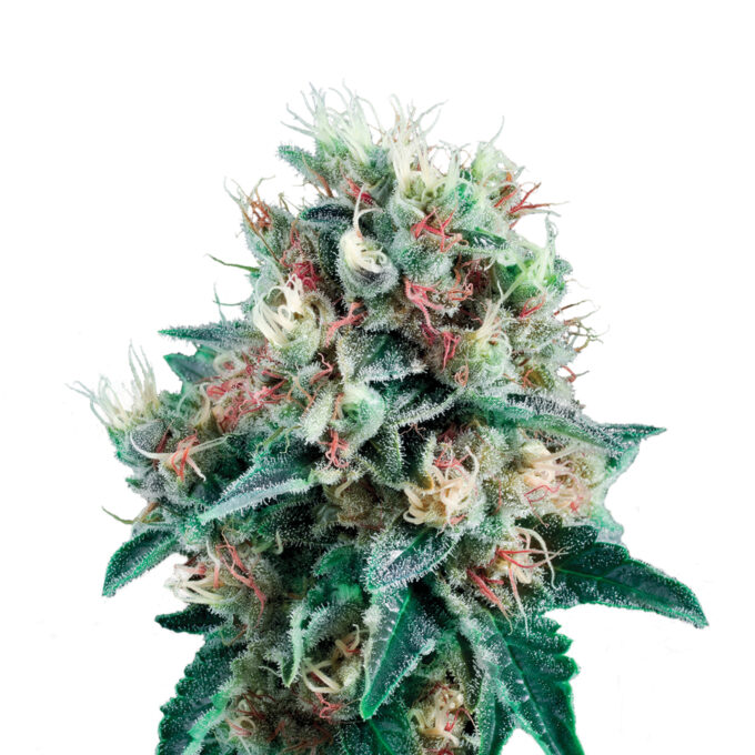Plant_AUT_RoyalCreamatic