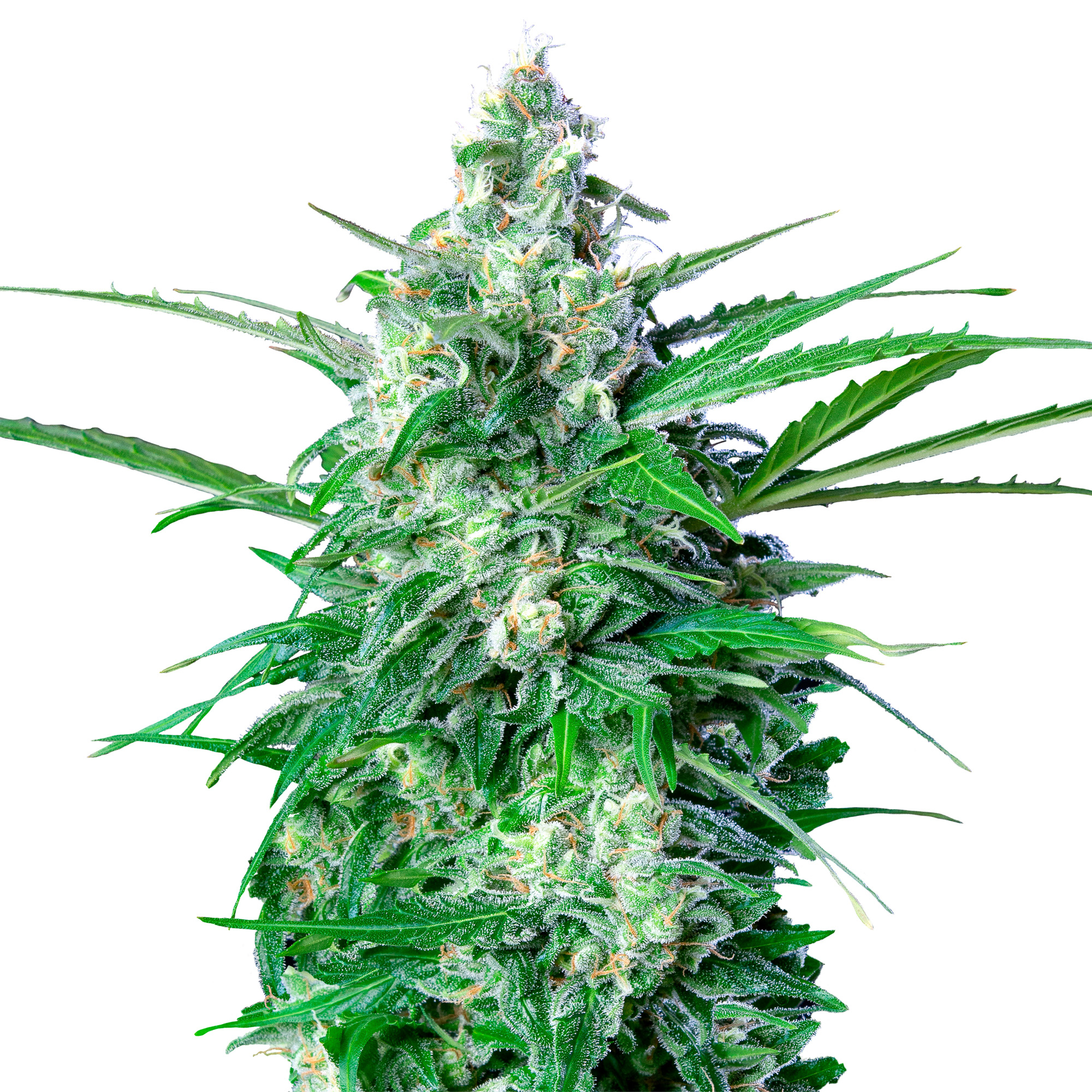 Royal AK - auto - 3 Stk. - Royal Queen Seeds - 1
