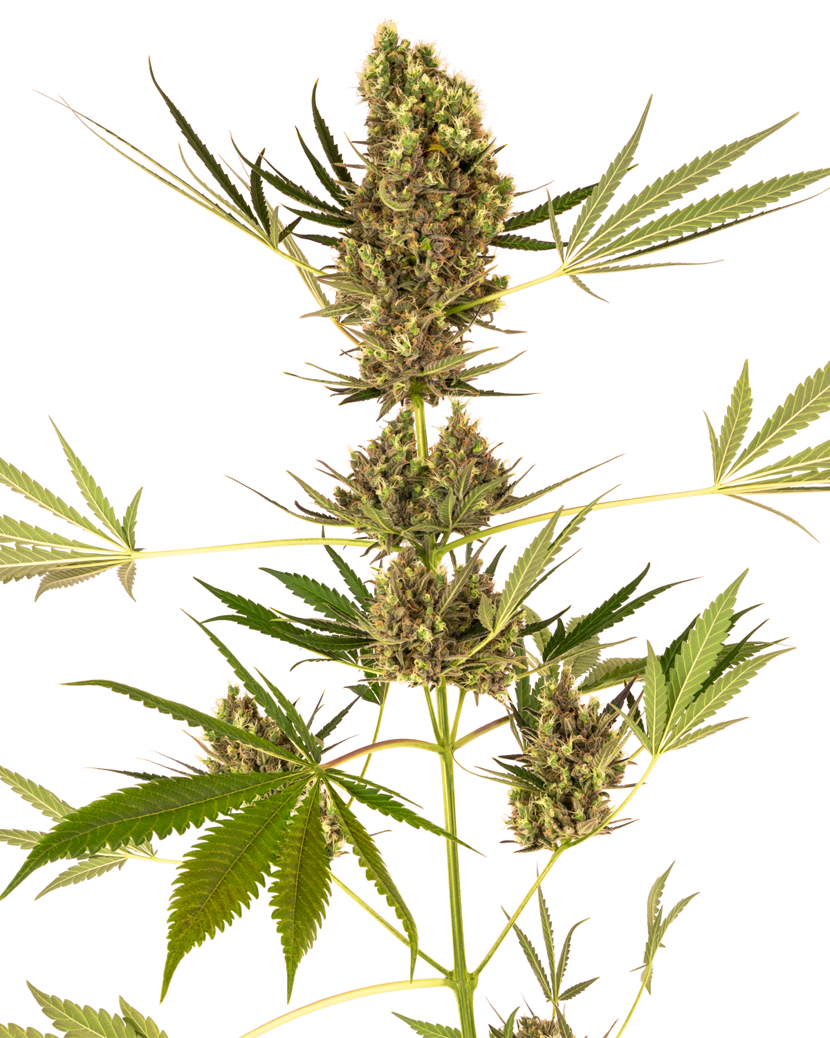 Alpine Delight CBD Automatic