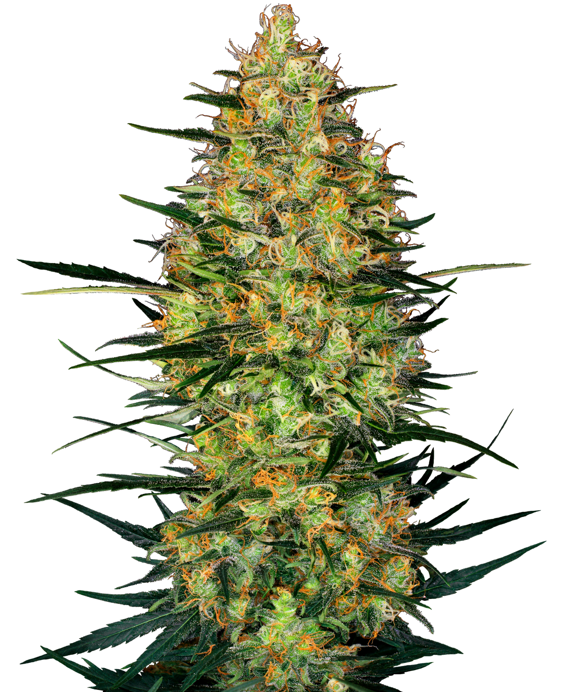 Caramellow Kush Automatic