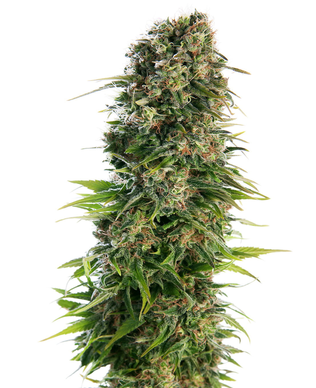 Hindu Kush Automatic