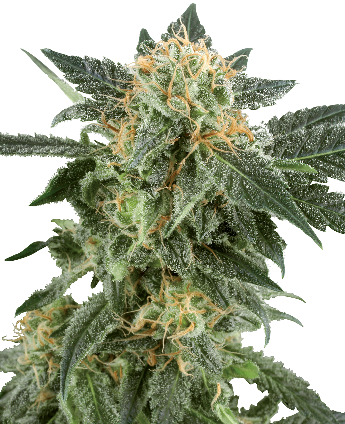 Snow Ryder Automatic