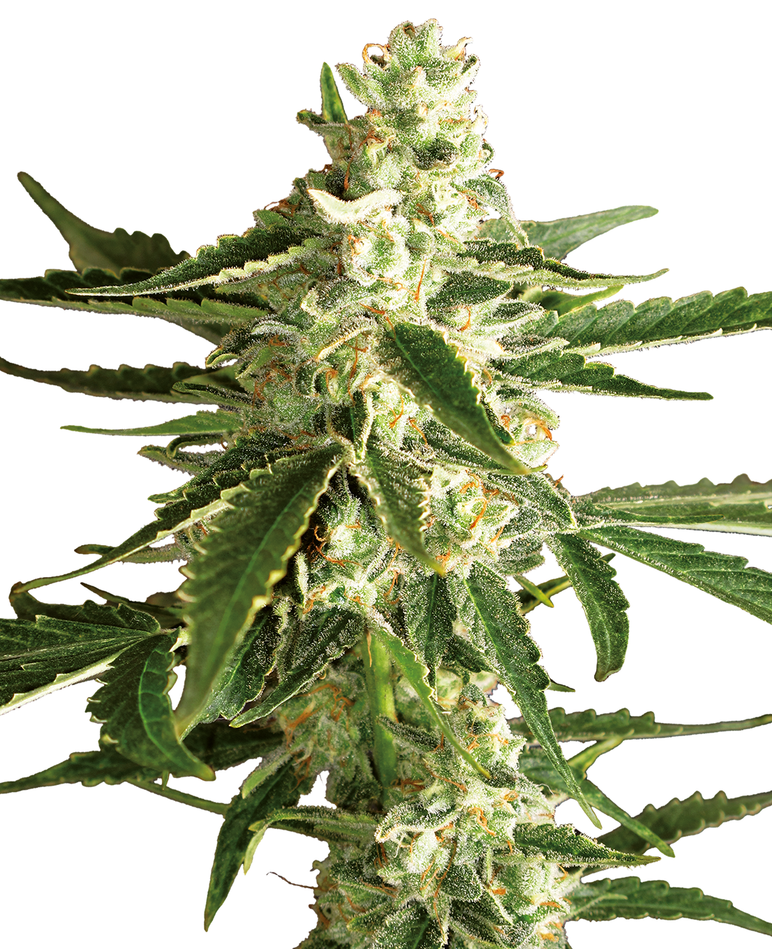 White Diesel Haze Automatic