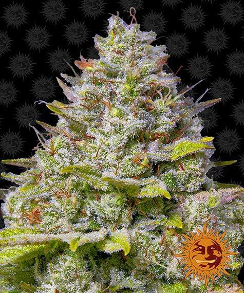 blue-gelato-41_circle_new_12_877483