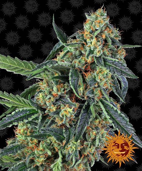 cookies-kush_circle_new_12_873656
