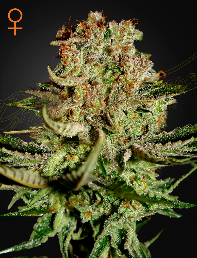 SuperBud SuperBud