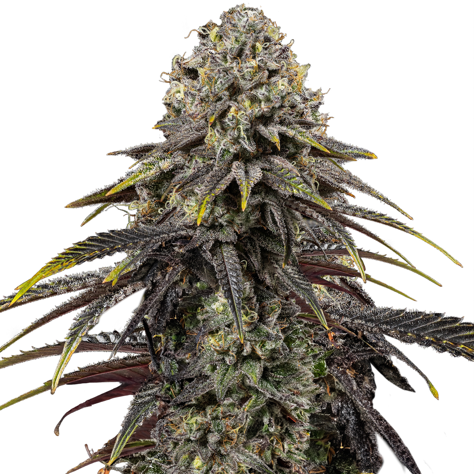 Dynamite Diesel - fem. - 3 Stk. - Royal Queen Seeds - 1