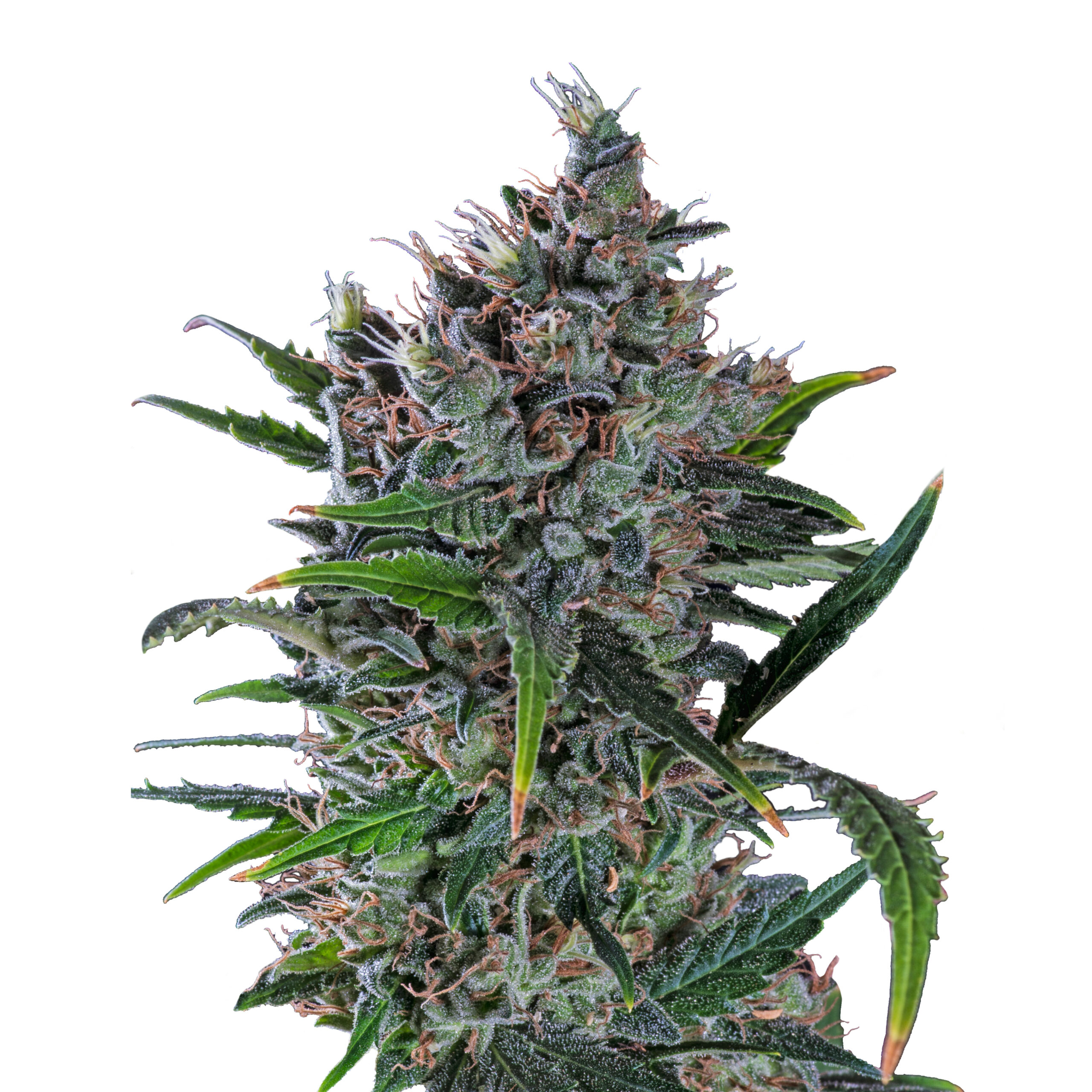 IMG_Fem_North_Thunderfuck