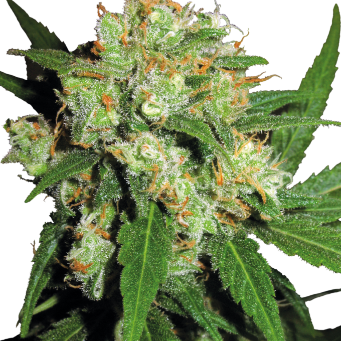 Sensi Skunk Feminized