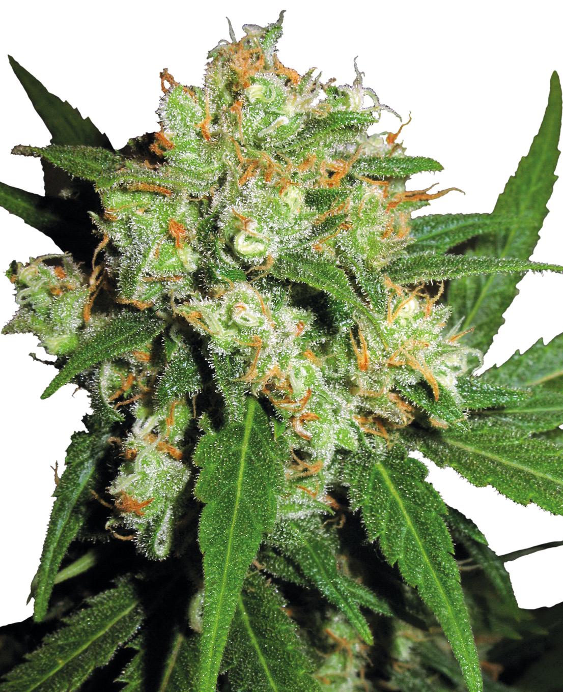 Sensi Skunk Feminized