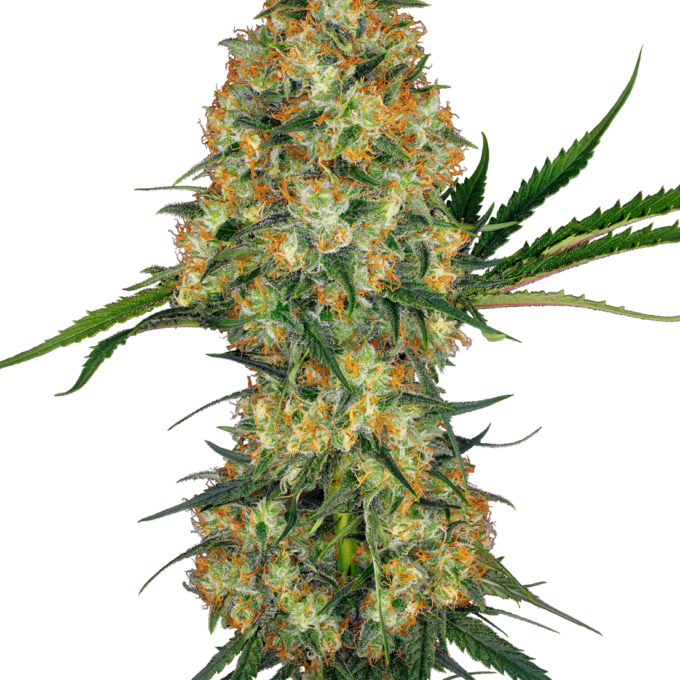 Hindu Kush Feminized