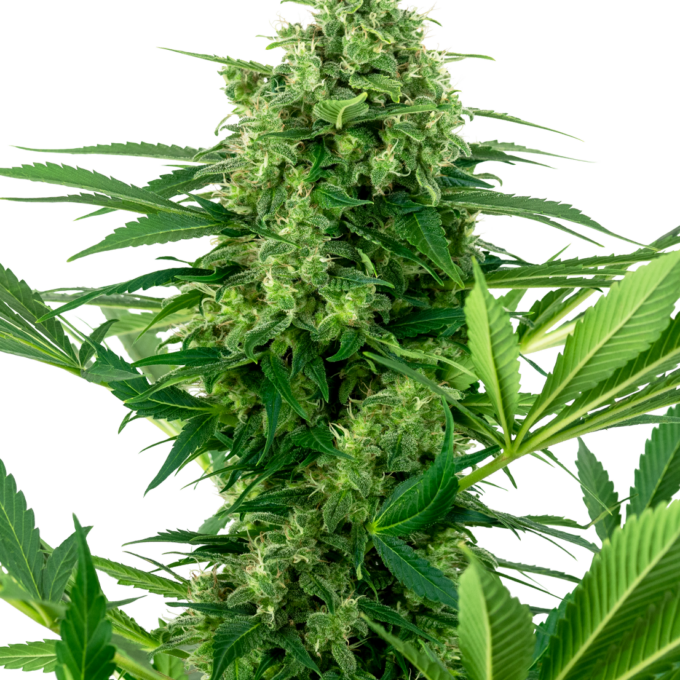 Banana Frosting Feminized