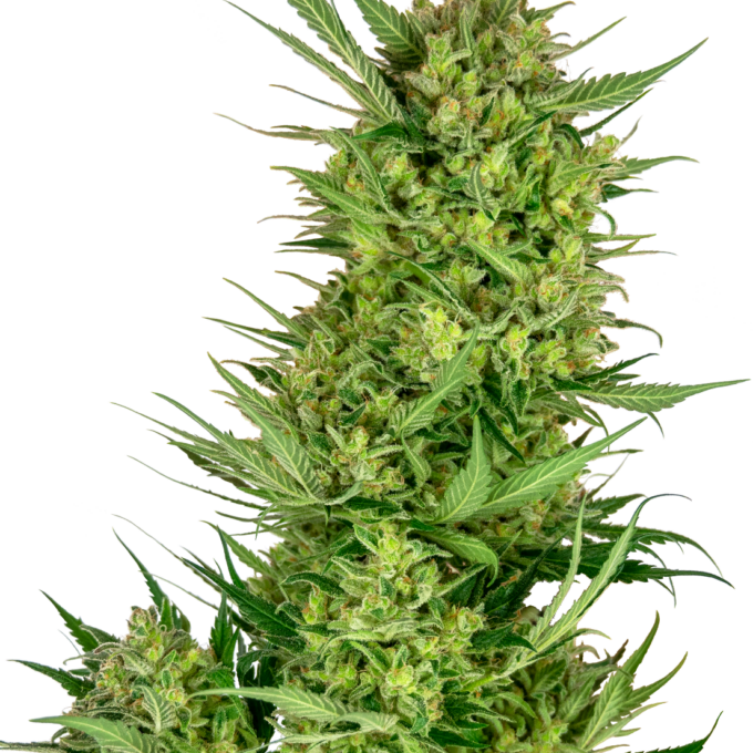 Buttercream Gelato Feminized