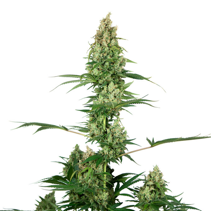 Silver Fire Feminized
