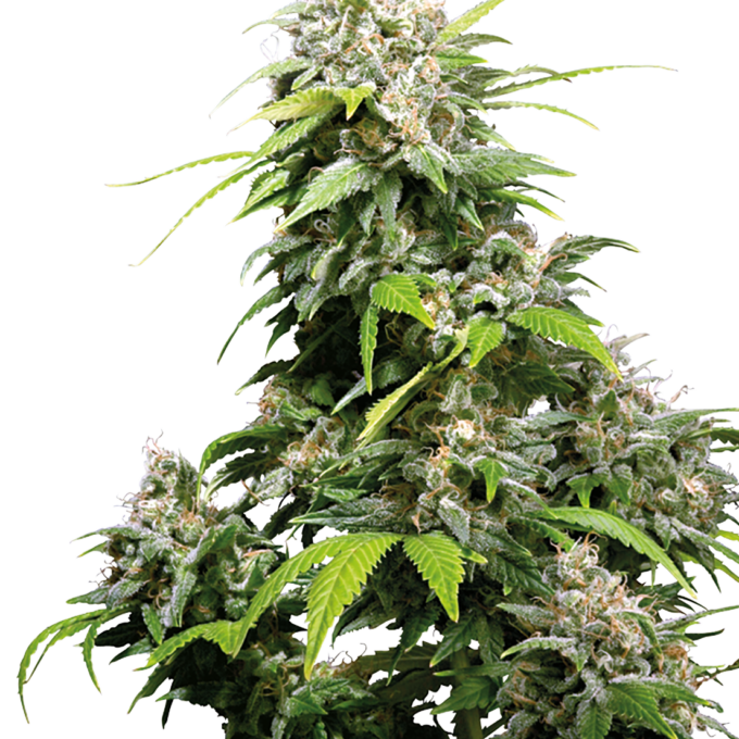 California Indica Feminized