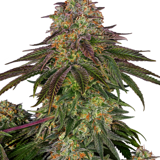 Sweet Cherry Kush Feminized