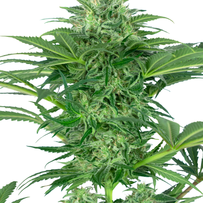 Skunk Dream CBD Feminized