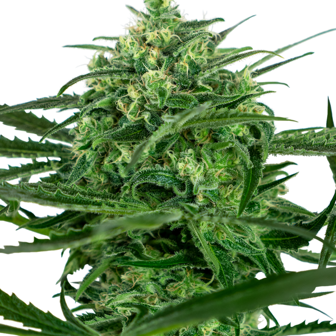 Sensi Amnesia Feminized