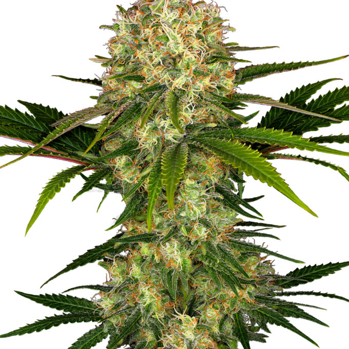 Afghani #1 Feminized