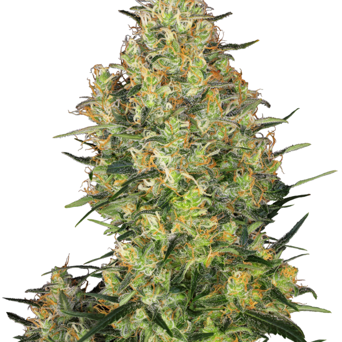 Shiva Skunk Feminized
