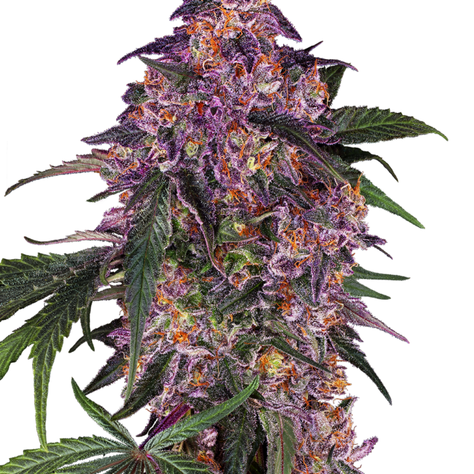 Sensi Purple Kush Feminized