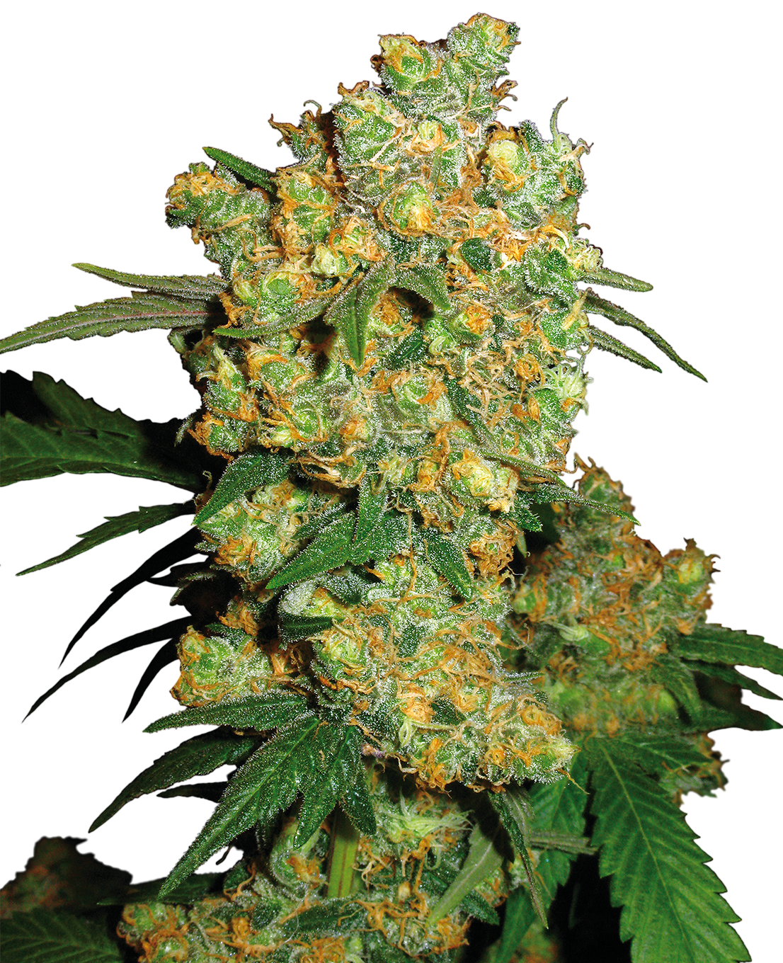Big Bud Feminized