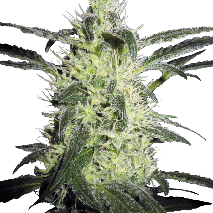 Silver Haze Feminized