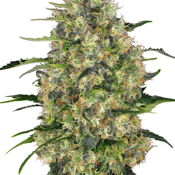 Black Domina Feminized