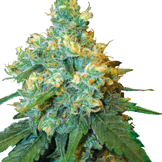 Jack Herer Feminized