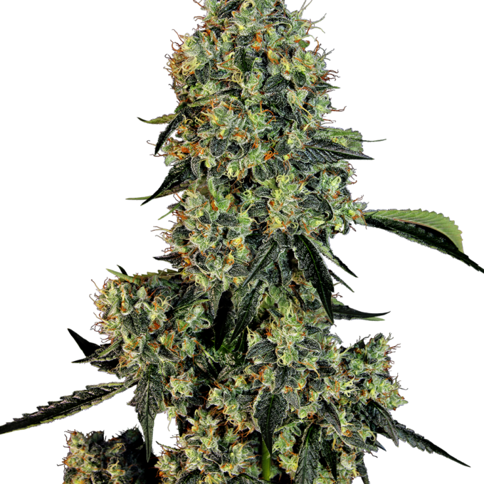 O.G. Kush Feminized