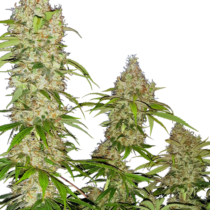 Banana Kush Cake Feminized