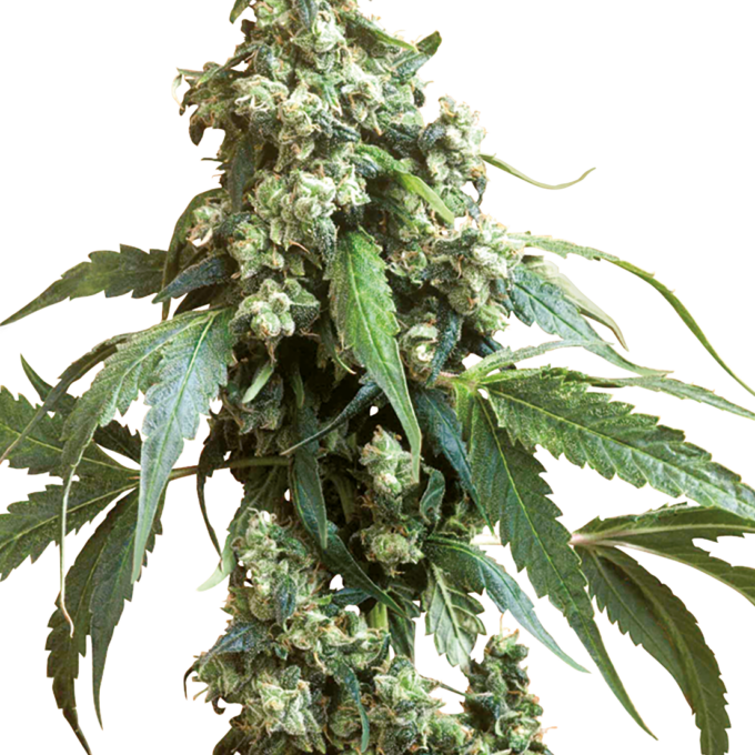 Jack Flash #5 Feminized