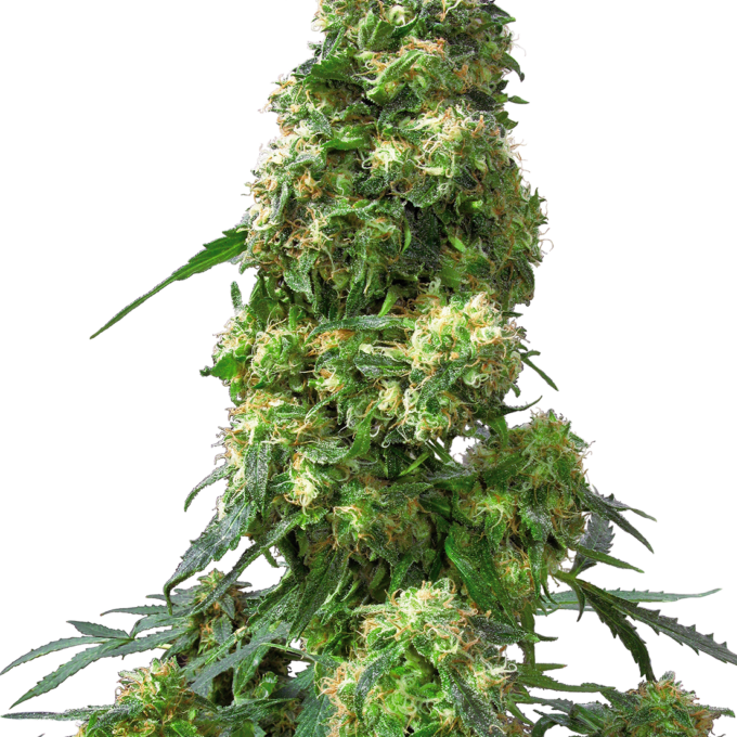 Early Skunk Feminized