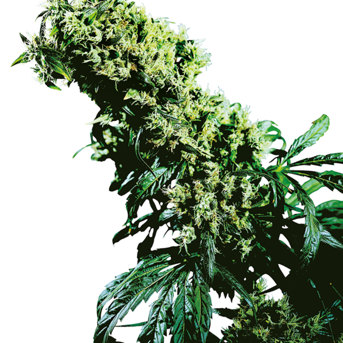 Northern Lights #5 x Haze Feminized