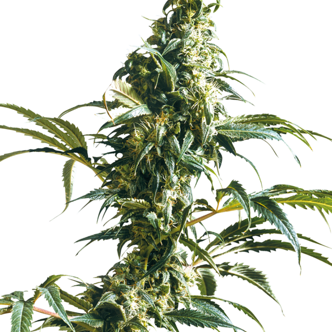 Mexican Sativa Feminized