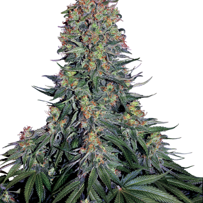Blue Skunk Feminized