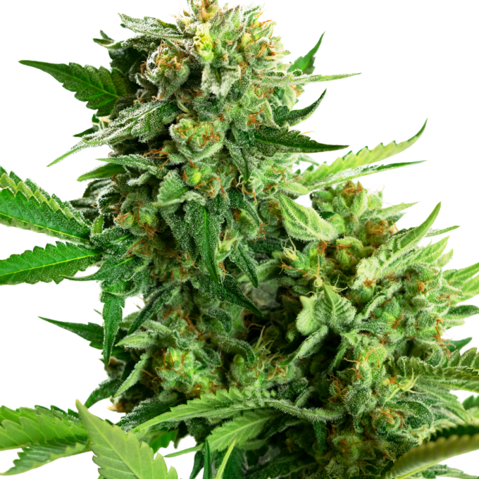 Blackberry Cake Feminized