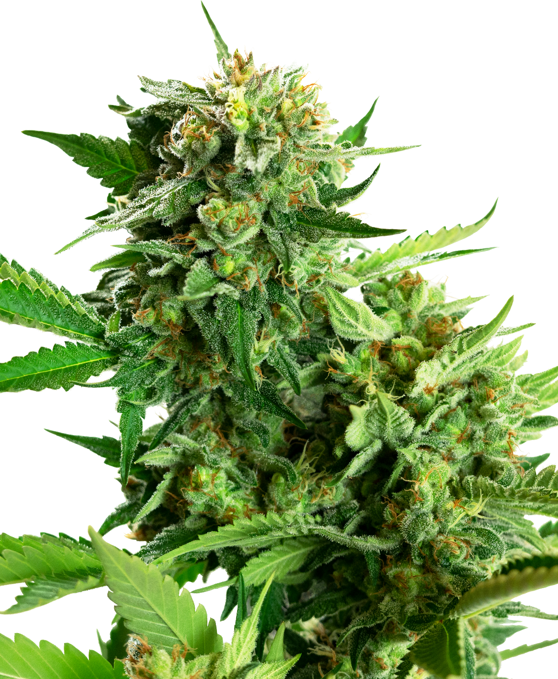 Blackberry Cake Feminized