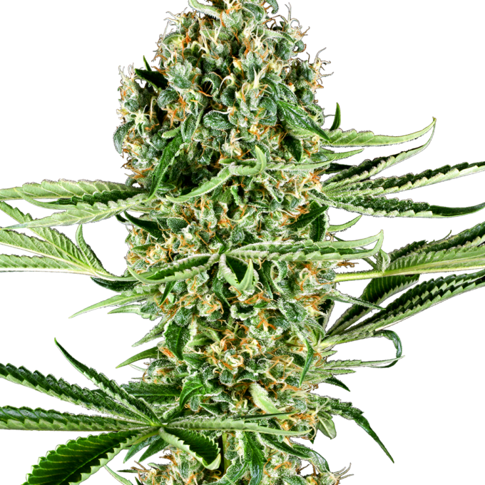 Critical Runtz Feminized