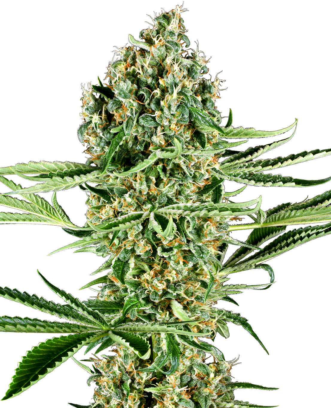 Critical Runtz Feminized