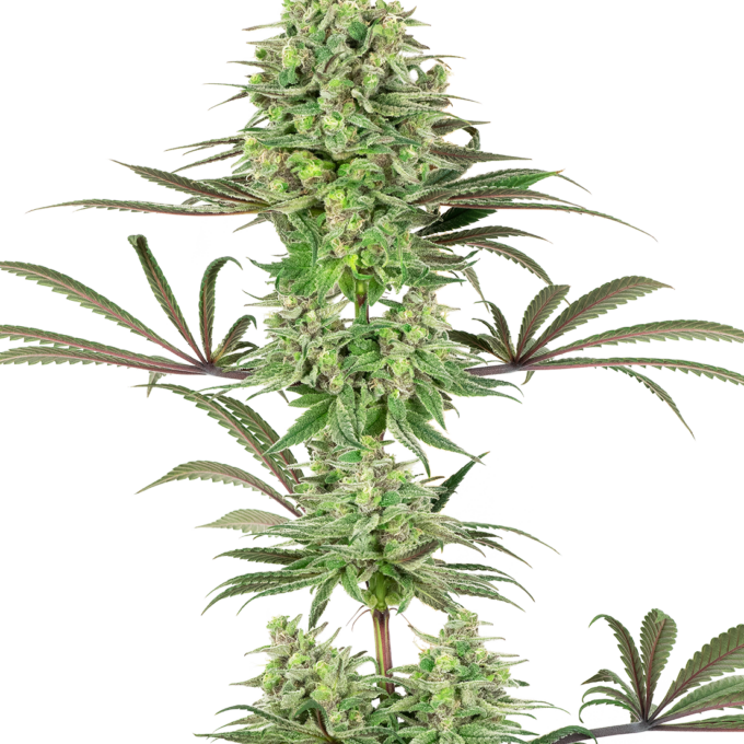 Double Banana Kush Feminized