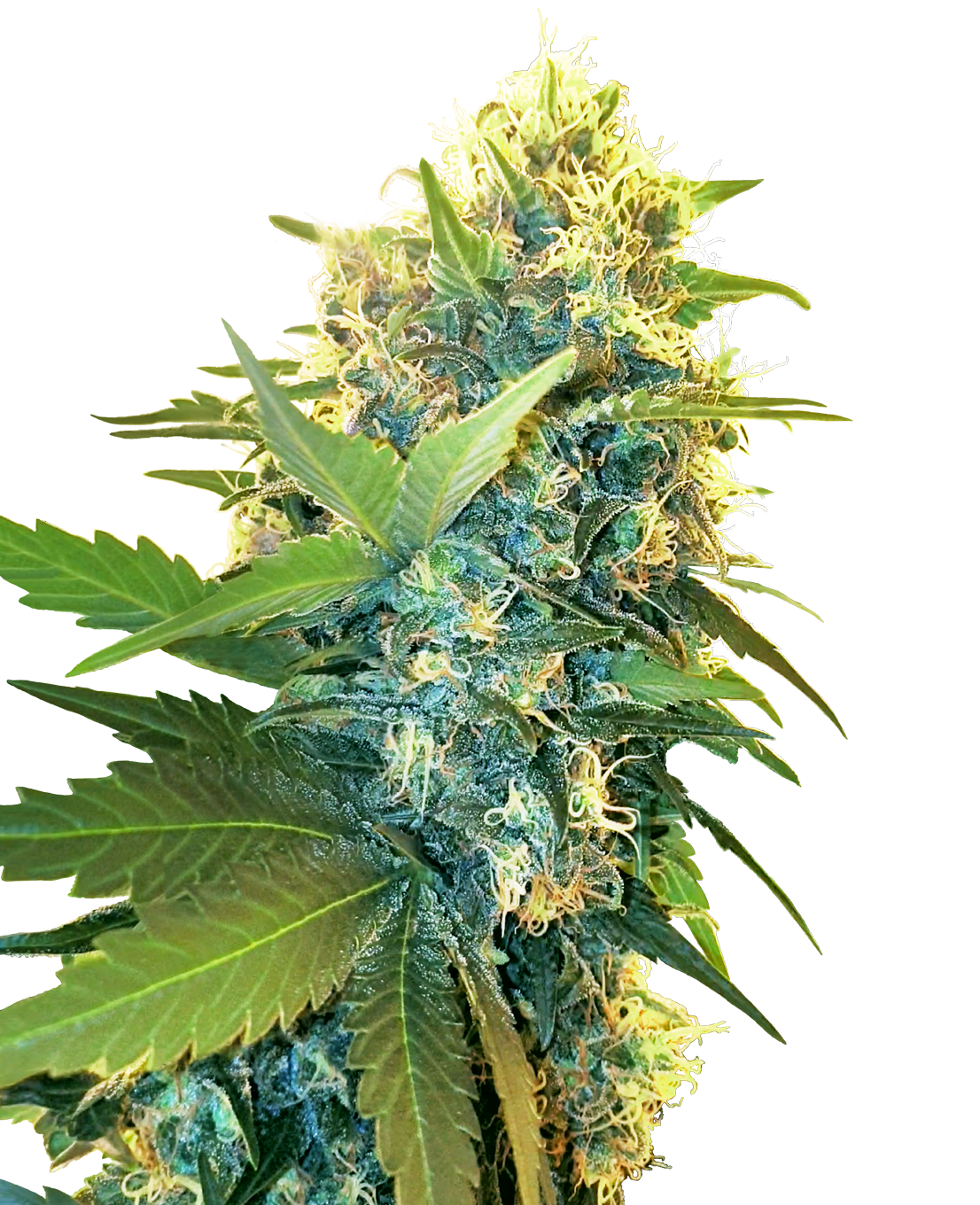 Double Kush Cake Feminized