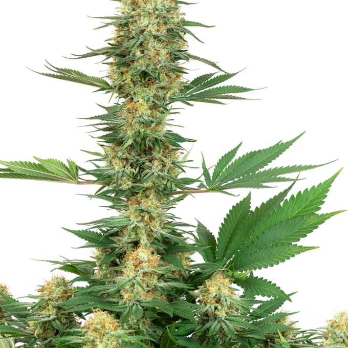 Gelato #420 Feminized