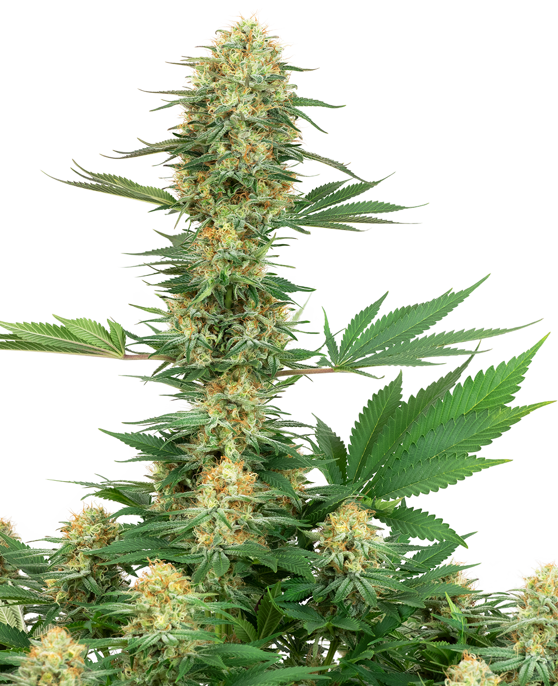 Gelato #420 Feminized