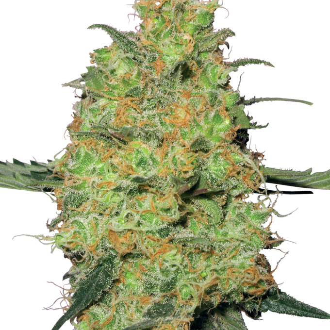 Master Kush Feminized