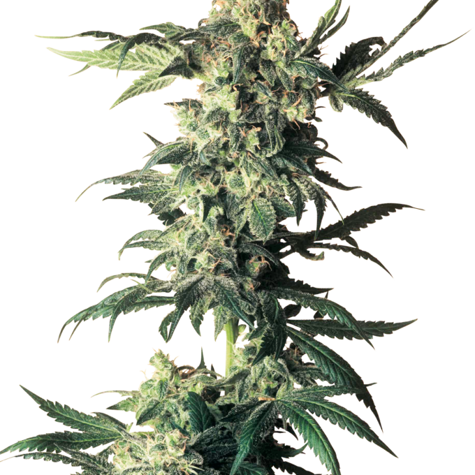 Northern Lights Feminized